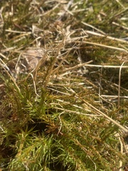Hippuris vulgaris