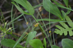 Carex chordorrhiza