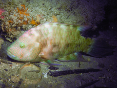 Cheilinus trilobatus