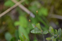 Carex chordorrhiza