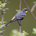 Audubon's Warbler - Photo (c) John D Reynolds, some rights reserved (CC BY-NC), uploaded by John D Reynolds