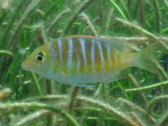 Lethrinus mahsena