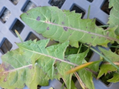 Taraxacum officinale