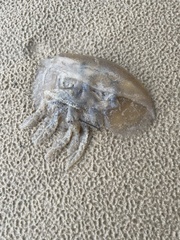 Catostylus