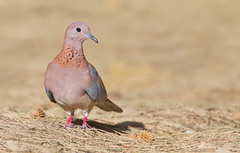 Streptopelia senegalensis