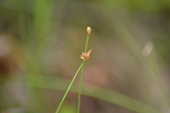Carex chordorrhiza