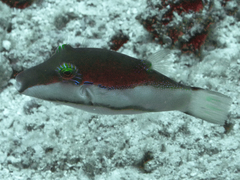 Canthigaster smithae