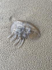 Catostylus