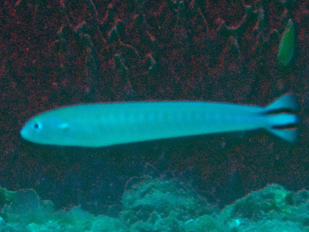 Quakerfish