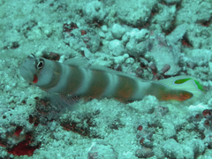 Amblyeleotris aurora