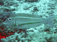 Lethrinus obsoletus