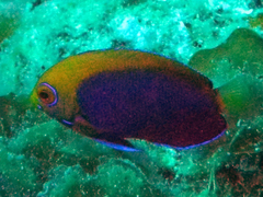 Centropyge acanthops