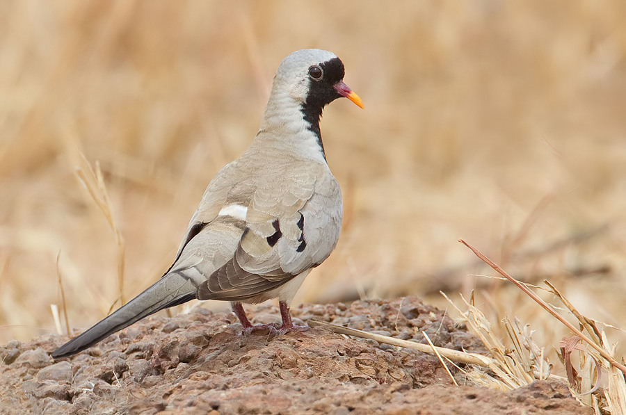 Namaqua Dove photo