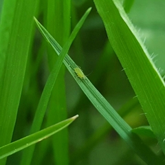 Acyrthosiphon
