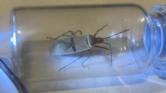 Dysdercus bimaculatus