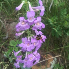 Penstemon secundiflorus