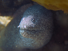 Gymnothorax pictus