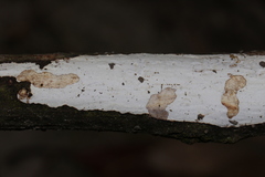 Aleurodiscus sparsus