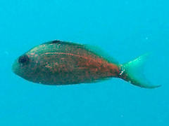 Cyprinocirrhites polyactis