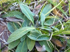 Pilosella officinarum