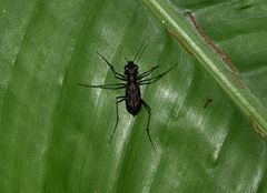 Odontocheila margineguttata