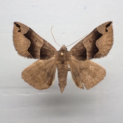 Gondysia telma