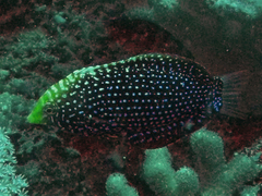 Bluespotted Wrasse photo 4