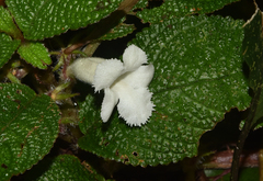 Nautilocalyx pictus