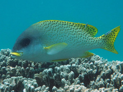 Plectorhinchus gaterinus