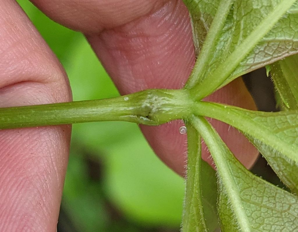 Ampeloglypter ampelopsis