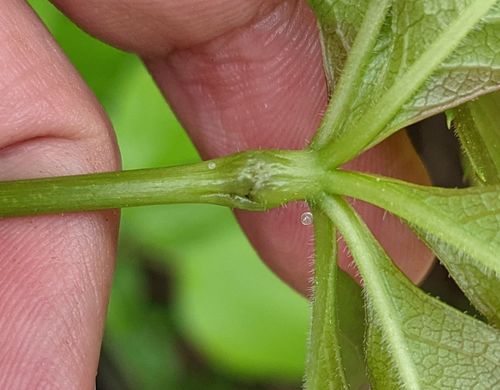 Grape Flower Weevil