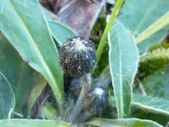 Pilosella officinarum