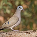 Black-billed Wood-Dove - Photo (c) Paul Cools, some rights reserved (CC BY-NC), uploaded by Paul Cools