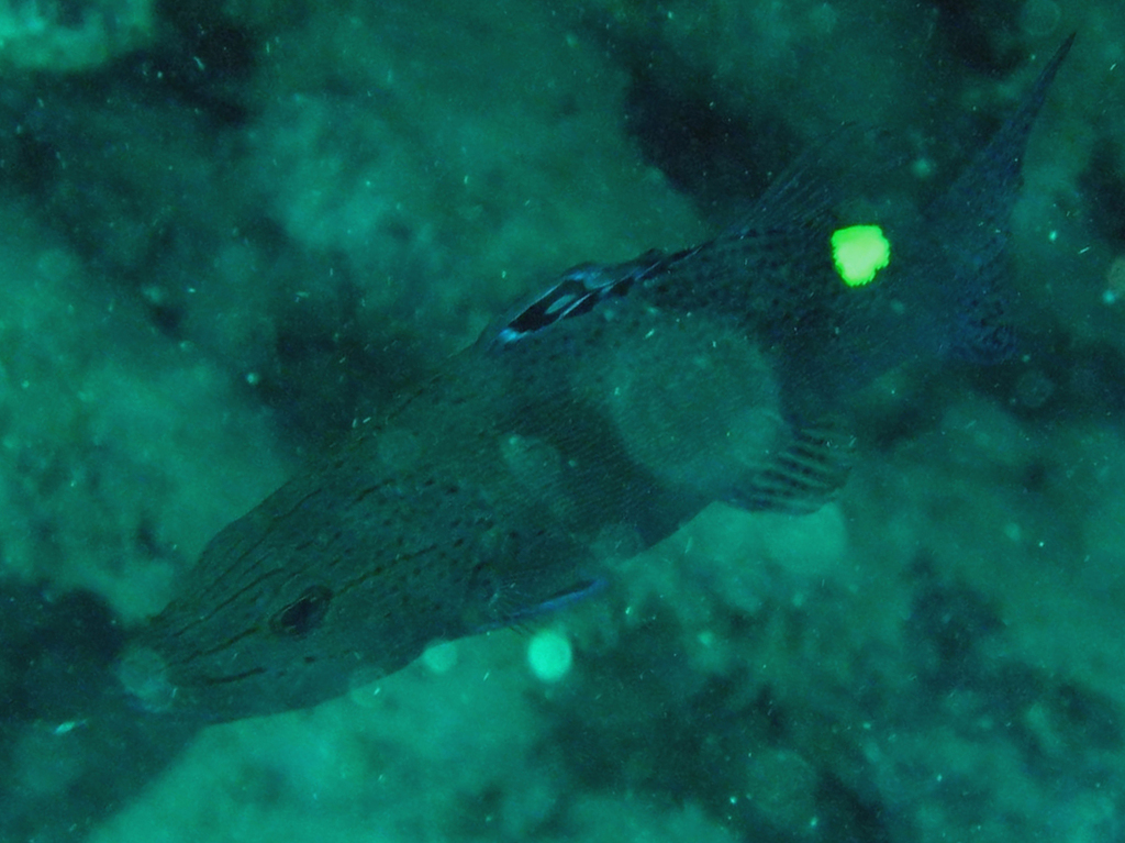 Arrow-headed Soapfish