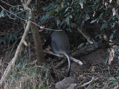 Cercopithecus mitis labiatus