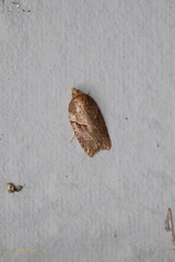 Acleris maccana