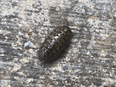 Armadillidium vulgare