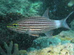 Cheilodipterus macrodon