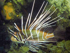 Pterois radiata