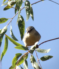 Sylvietta rufescens flecki