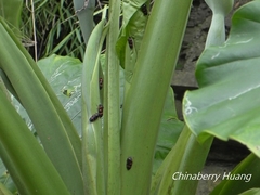 Okiscarta uchidae