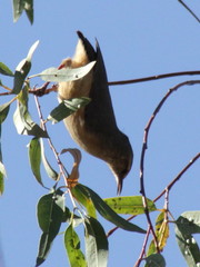 Sylvietta rufescens flecki