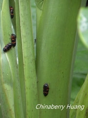 Okiscarta uchidae