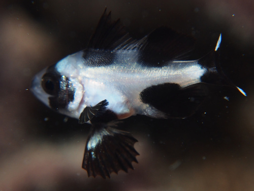 Black-and-white Snapper