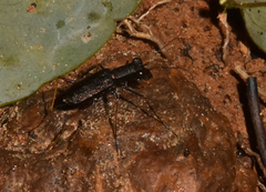 Odontocheila cayennensis