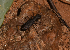 Odontocheila cayennensis