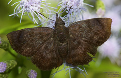 Pellicia arina