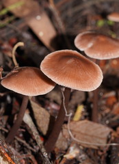 Mycena vinacea