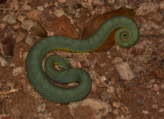 Xenodon werneri