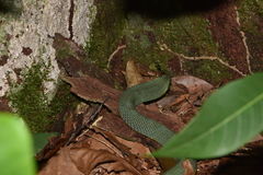 Xenodon werneri